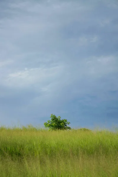 Campo Gramíneas Verdes Fundo Céu Azul Com Cópia — Fotografia de Stock