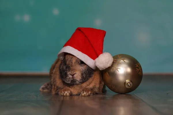 Eine Dekorative Weihnachtskugel Ein Niedliches Rothaariges Kaninchen Mit Weihnachtsmütze — Stockfoto