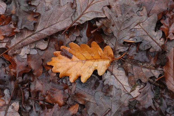 Eine Draufsicht Auf Ein Gelbes Blatt Das Herbst Von Einem — Stockfoto