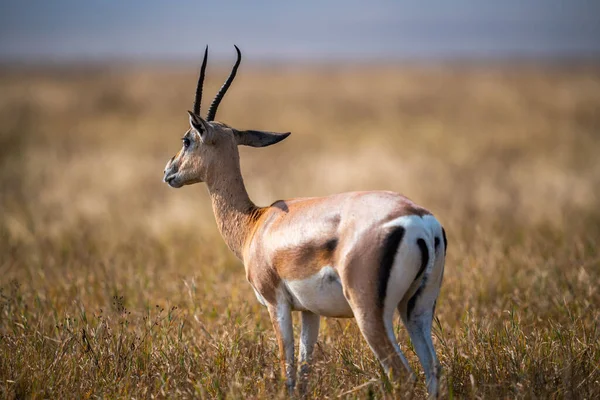 坦桑尼亚恩戈龙戈罗保护区草地上的格兰特羚羊特写 — 图库照片