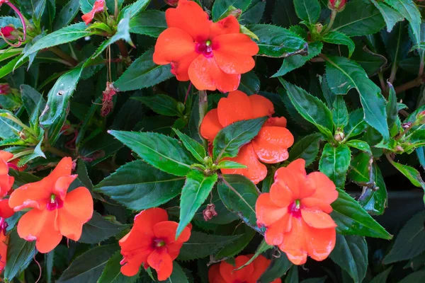 Lähikuva Punainen Puutarha Balsamin Kukkia — kuvapankkivalokuva