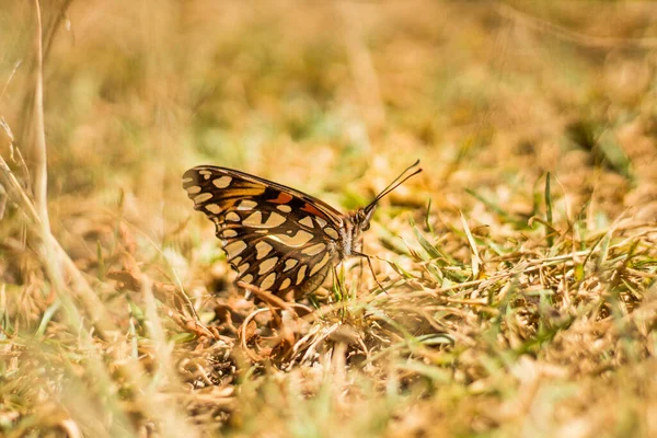 Een Close Van Een Gele Bruine Vlinder Een Veld — Stockfoto