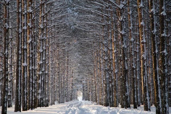 Gros Plan Sentier Dans Forêt Enneigée — Photo