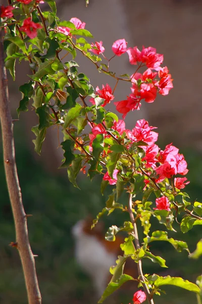 Tiro Close Uma Flor Bonita Sob Luz Sol — Fotografia de Stock