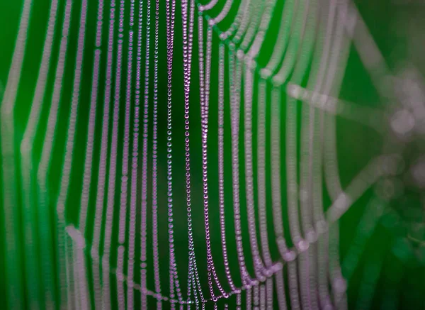 Closeup View Huge Spider Web Grasses Dark Forest — Stock Photo, Image
