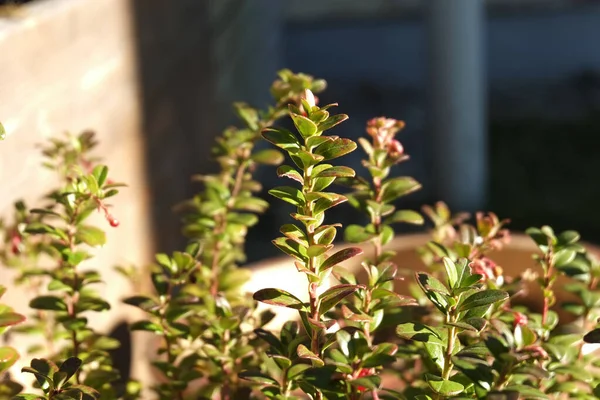 Een Selectieve Focus Shot Van Lingonberries Geteeld Een Tuin — Stockfoto