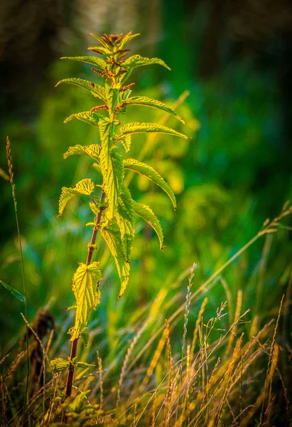 Plan Vertical Sélectif Des Plantes Croissance Dans Verdure — Photo