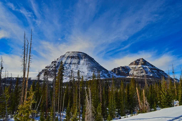 Hipnotyzujący Zimowy Widok Świerkowego Lasu Śnieżnych Gór — Zdjęcie stockowe