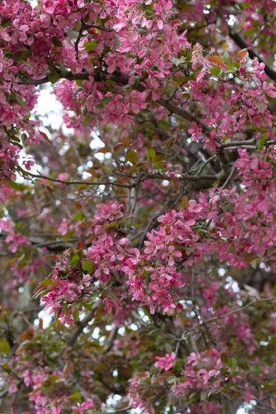 Vertikální Detailní Záběr Růžových Třešňových Květů — Stock fotografie