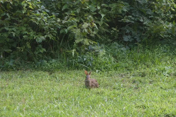 フィールド内のウサギの選択的フォーカスショット — ストック写真