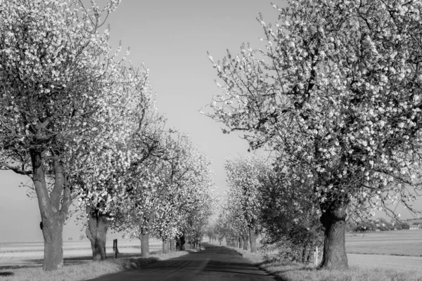 Graustufenaufnahme Von Kirschalleen Frühling Der Nähe Des Annaberges Polen — Stockfoto