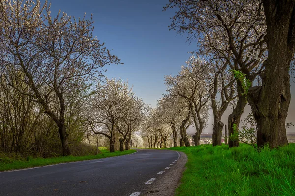 Nahaufnahme Einer Leeren Straße Die Von Blühenden Bäumen Umgeben Ist — Stockfoto