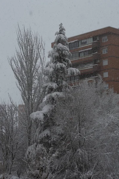 Вертикальний Знімок Дерев Покритих Снігом Будівлею Задньому Плані — стокове фото