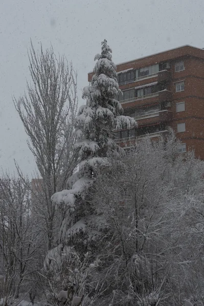 Plan Vertical Arbres Recouverts Neige Avec Bâtiment Arrière Plan — Photo