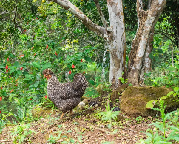 Eine Nahaufnahme Einer Grau Gemusterten Henne Auf Dem Feld Mit — Stockfoto