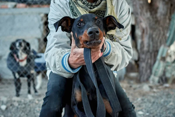 Man Holding Head German Jagdterrier Dog — Stock Photo, Image