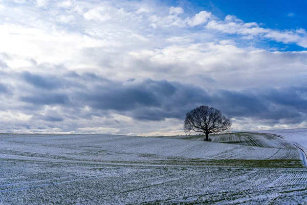 Uma Vista Panorâmica Uma Árvore Campo Coberto Neve Durante Inverno — Fotografia de Stock