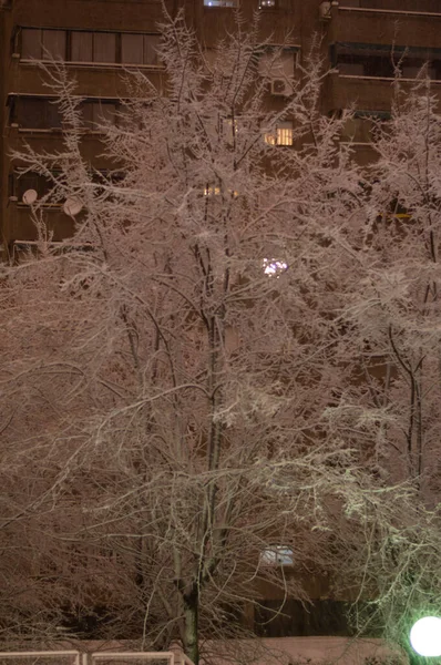 Vertical Shot Tree Building Winter Evening — Stock Photo, Image