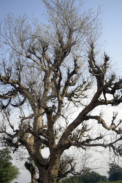 Plan Vertical Bel Arbre Sec Avec Longues Branches Contre Ciel — Photo