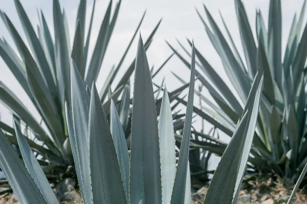 Primer Plano Una Hermosa Planta Tequila Agaves México Campo Agrícola —  Fotos de Stock