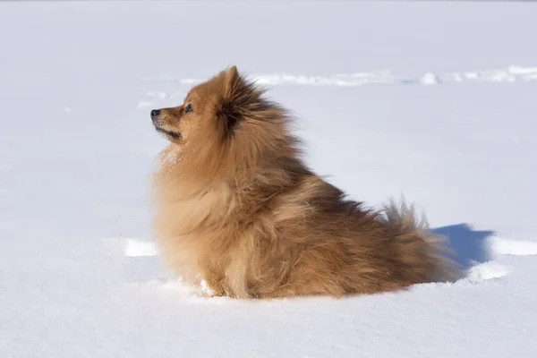 Primo Piano Simpatico Cane Pomeriano Soffice Appoggiato Sulla Neve Alla — Foto Stock