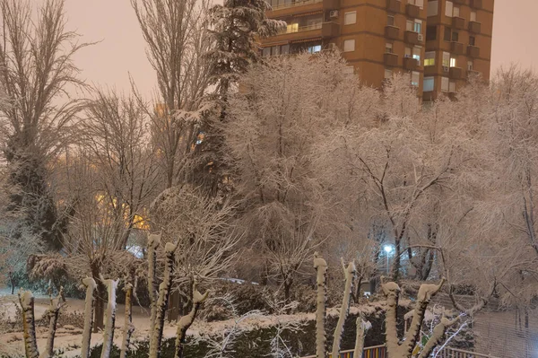 Árvores Cobertas Neve Com Edifícios Fundo Durante Sol — Fotografia de Stock