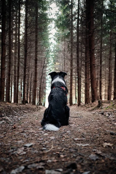 Tiro Vertical Collie Borda Preto Branco Floresta — Fotografia de Stock