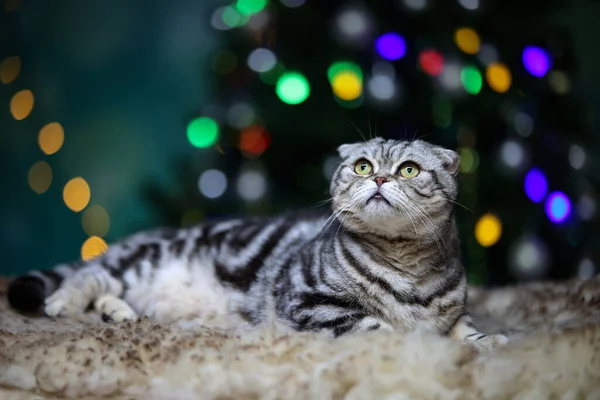 Cute Domestic Striped Cat Background Bokeh Christmas Tree — Stock Photo, Image