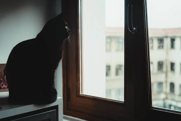 Lindo Gato Negro Una Mesa Mirando Por Ventana —  Fotos de Stock