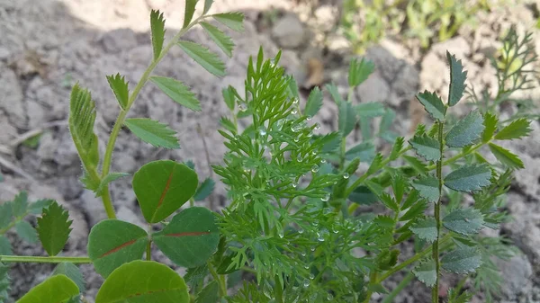 露滴で覆われた緑の植物のクローズアップショット — ストック写真