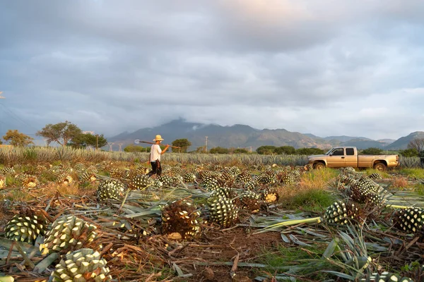 Vyzvednutí Auta Muž Pracující Ananasové Farmě — Stock fotografie