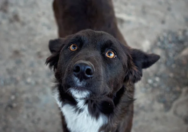 Egy Kép Egy Aranyos Félvér Fekete Kutyáról — Stock Fotó