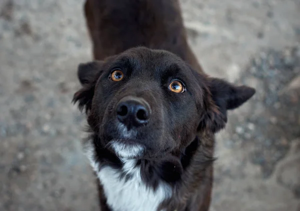 Tiro Cão Preto Mestiço Bonito — Fotografia de Stock