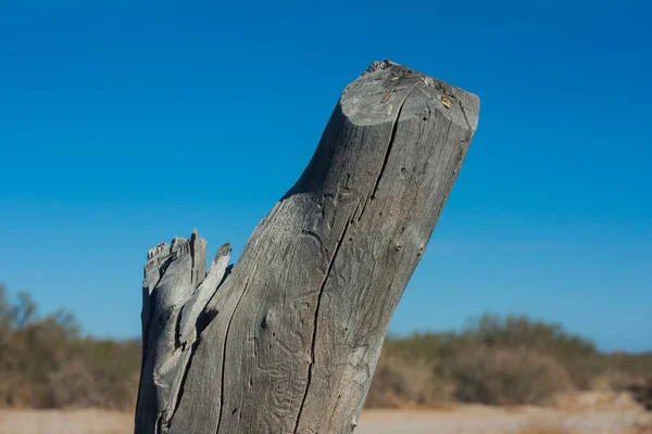 Closeup Tree Stump Beach — Stock Photo, Image