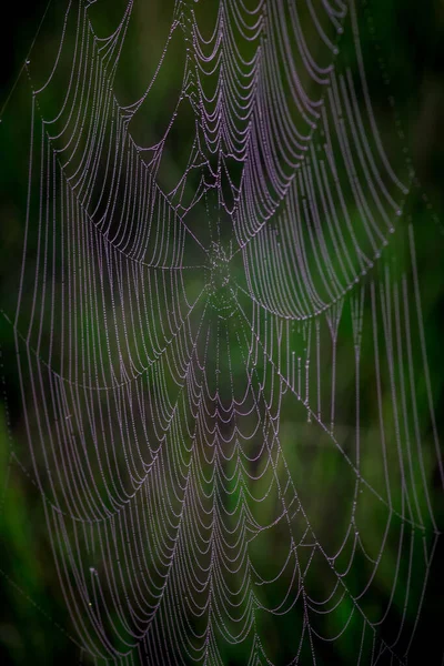 Eine Vertikale Aufnahme Eines Spinnennetzes Mit Viel Grün Hintergrund — Stockfoto