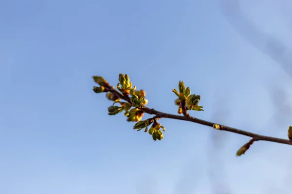 Enfoque Selectivo Una Rama Árbol Con Brotes — Foto de Stock