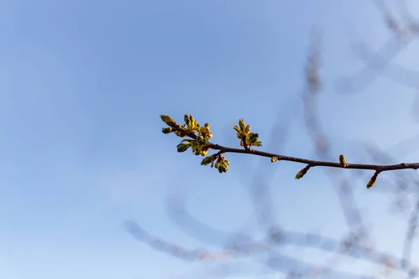 Вибірковий Фокусний Постріл Гілки Дерева Бруньками — стокове фото