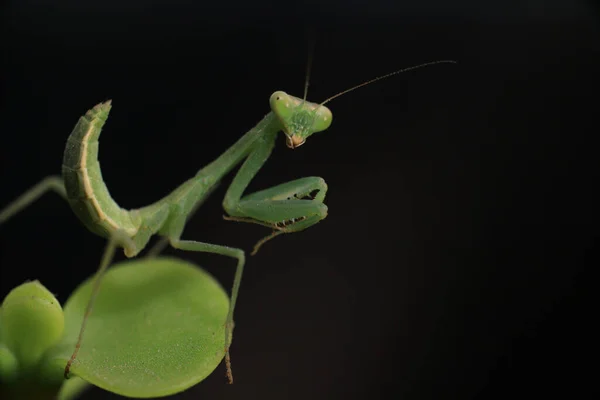 Een Close Shot Van Een Groene Bidsprinkhaan Een Plant Blad — Stockfoto