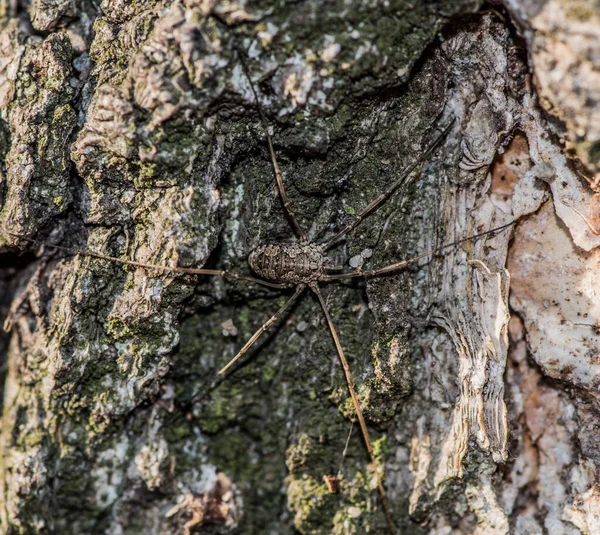 Una Macro Toma Una Araña Corteza Árbol — Foto de Stock