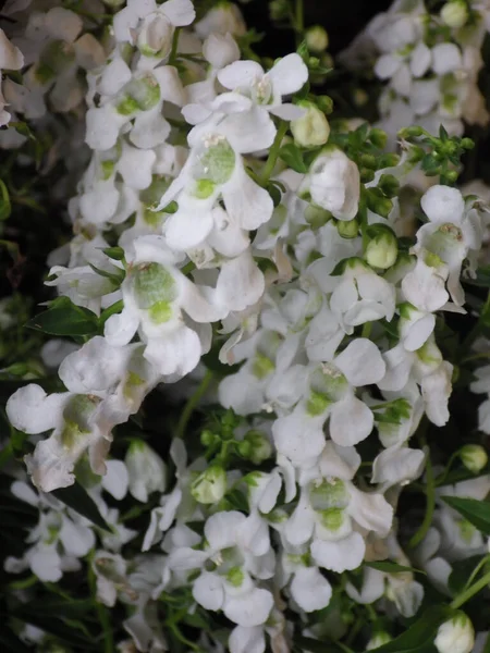 Vertical Shot Exotic White Flowers Hanging Peta — Stock Photo, Image