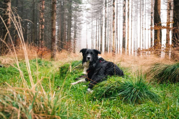 Szelektív Fókusz Felvétel Egy Fekete Fehér Határ Collie Erdőben — Stock Fotó