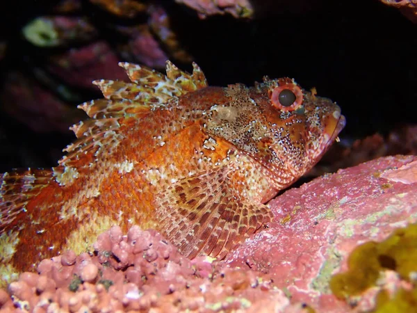 Närbild Bergfisk Från Madeira Eller Scorpionfish Vatten Hierro Kanarieöarna — Stockfoto