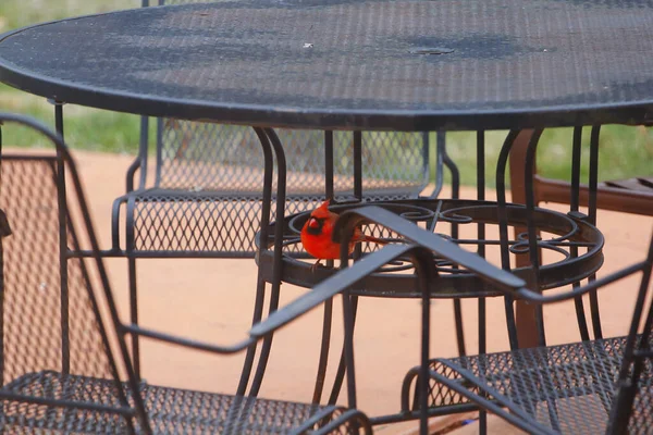 Mignon Petit Oiseau Cardinal Rouge Perché Sur Une Partie Une — Photo