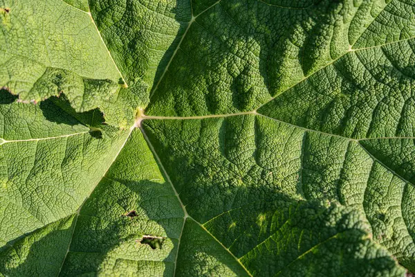 Eine Nahaufnahme Von Grünem Blatt Sonnenlicht — Stockfoto