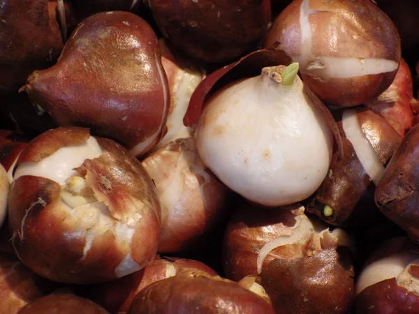 Primo Piano Mucchio Cipolle Fresche Nel Mercato Alimentare — Foto Stock