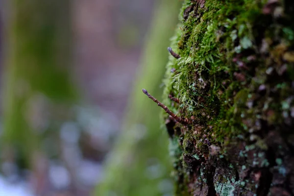 Enfoque Selectivo Una Superficie Musgosa Bosque —  Fotos de Stock