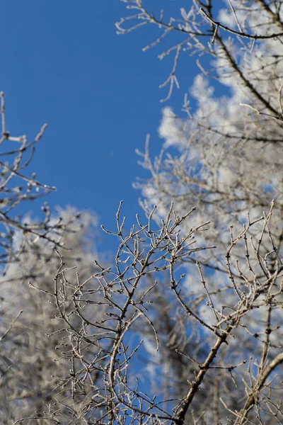Vertical Selective Focus Shot Frosty Tree Branches — Stock Photo, Image