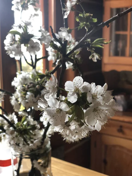 Gros Plan Vertical Fleurs Cerisier Avec Belles Fleurs Blanches — Photo