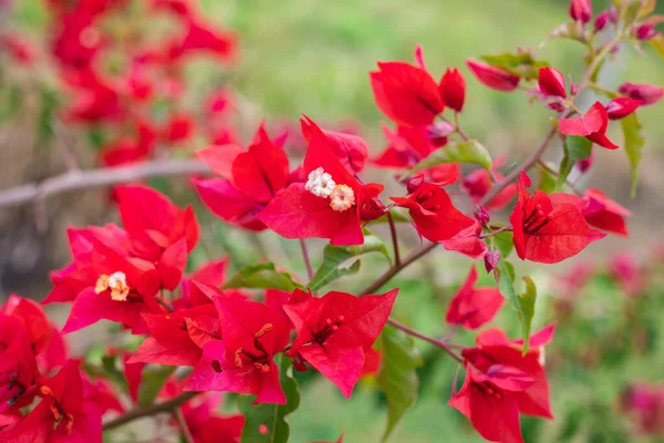 Tiro Seletivo Foco Flores Vermelhas Bonitas Bougainvillea Uma Haste Jardim — Fotografia de Stock