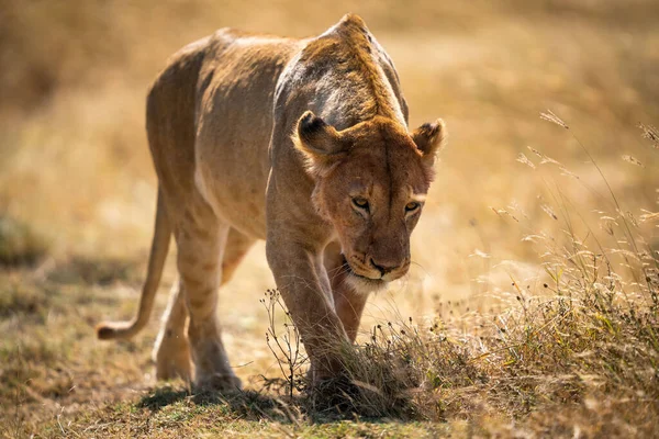 Крупный План Охоты Panthera Leo Melanochaita Лугу Солнечным Светом — стоковое фото